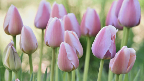 rituel pour sabbat ostara : jardinage plantation de fleurs