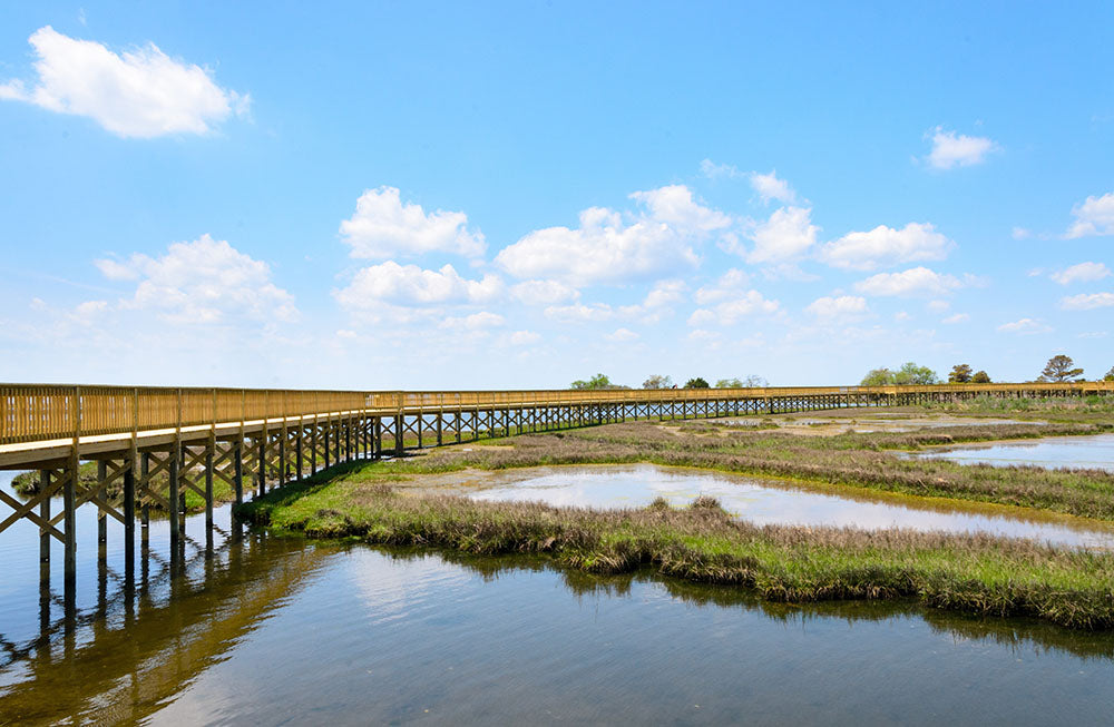 Assateague National Seashore Boardwalk