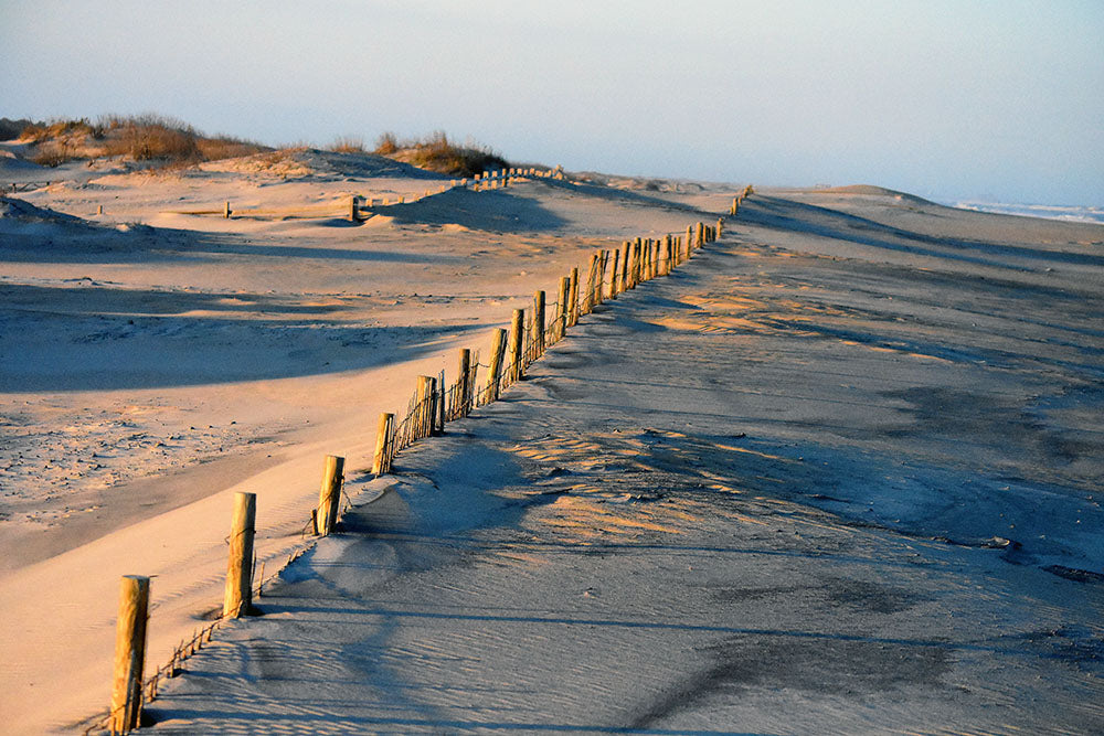 Assateague National Seashore Dunes