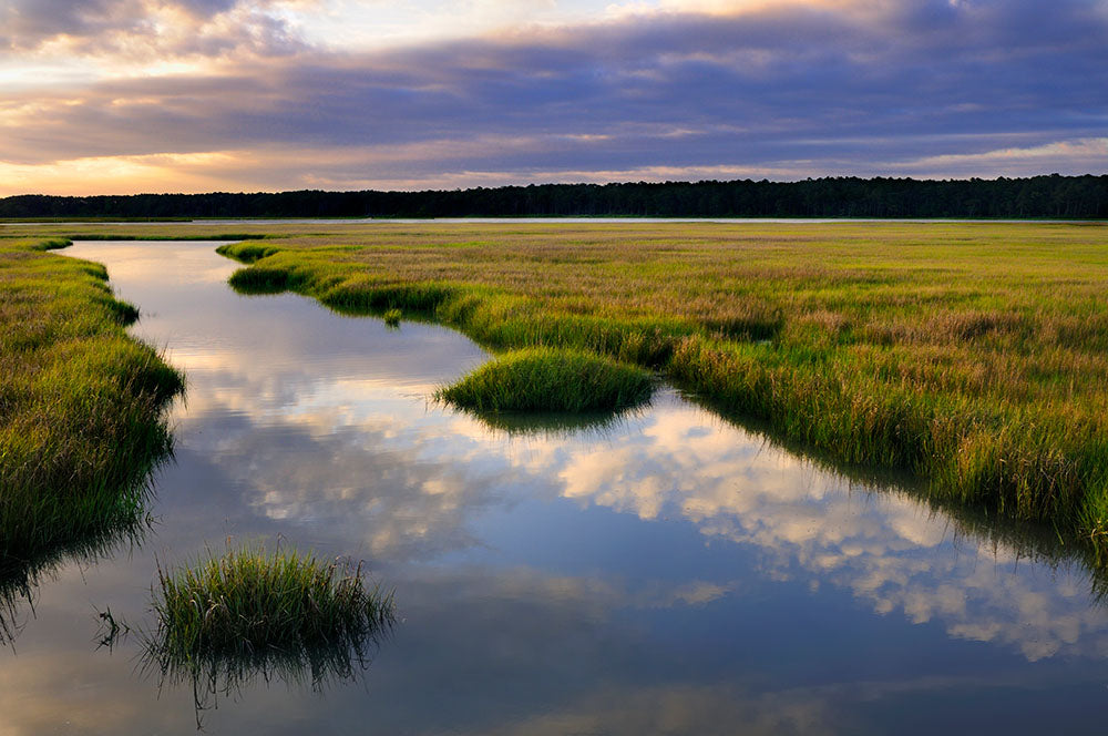 Assateague National Seashore Marsh