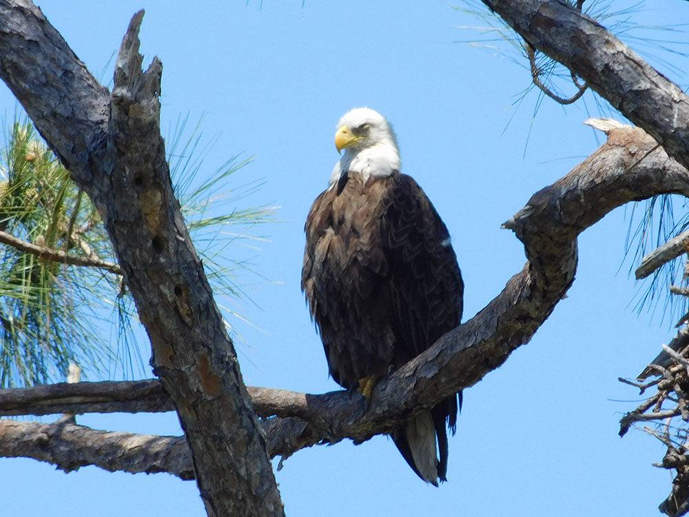 Bald Eagle, Canaveral National Seashore