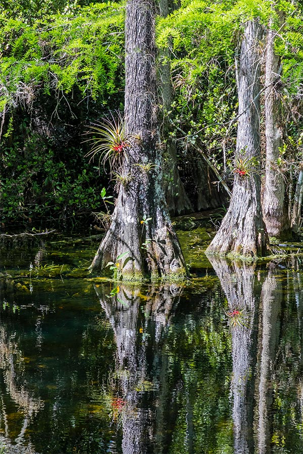 Big Cypress National Preserve | Robert B. Decker