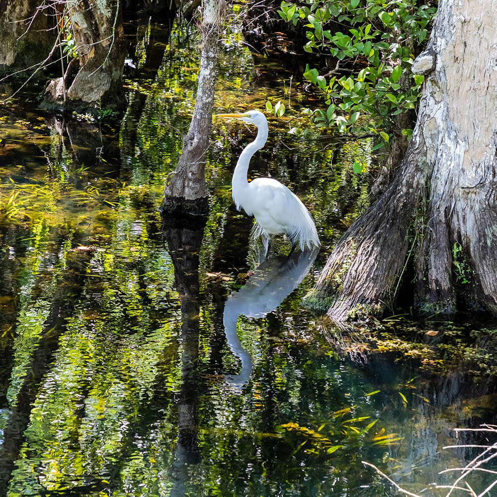 Big Cypress National Preserve | Robert B. Decker