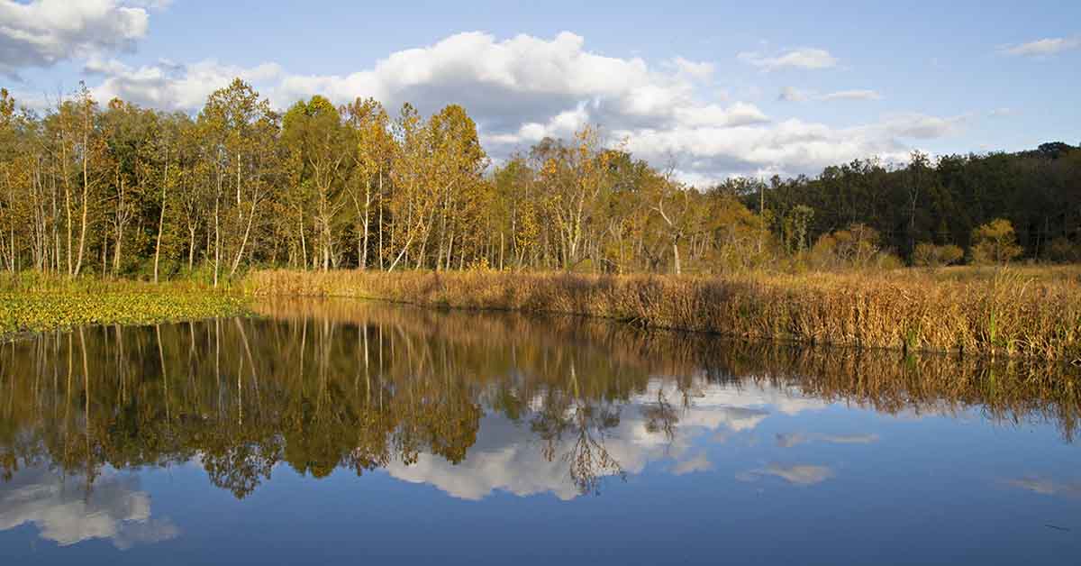 Beaver Marsh | Cuyahoga Valley National Park