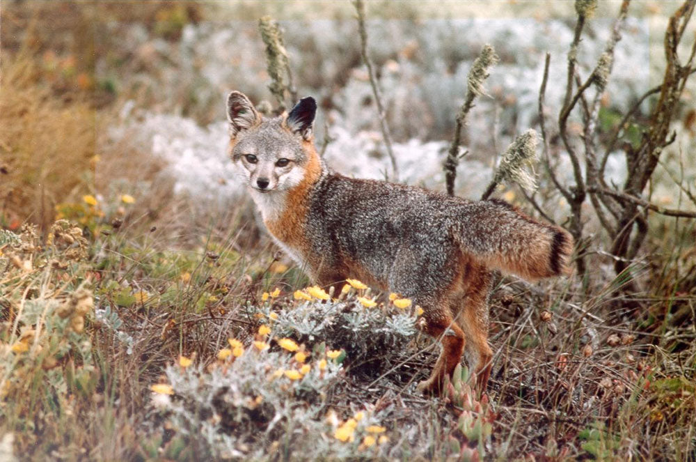 Channel Islands Fox | Channel Islands National Park