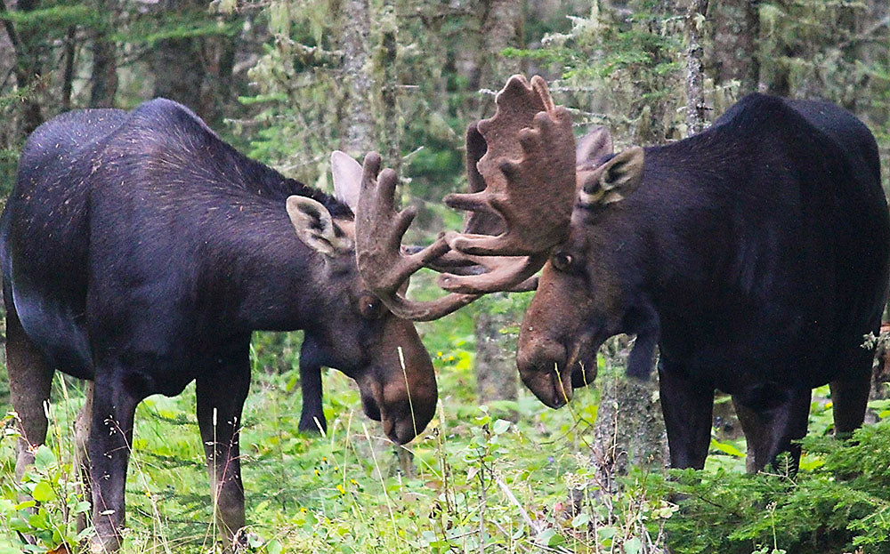 Dueling Moose | Isle Royale National Park