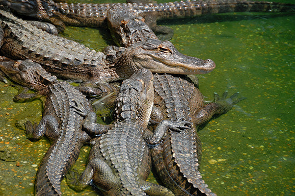 Everglades, Aligator | National Park Posters