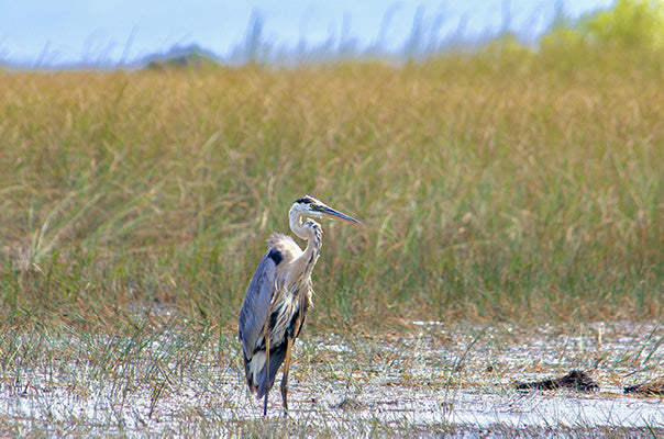 Everglades, Heron | National Park Posters