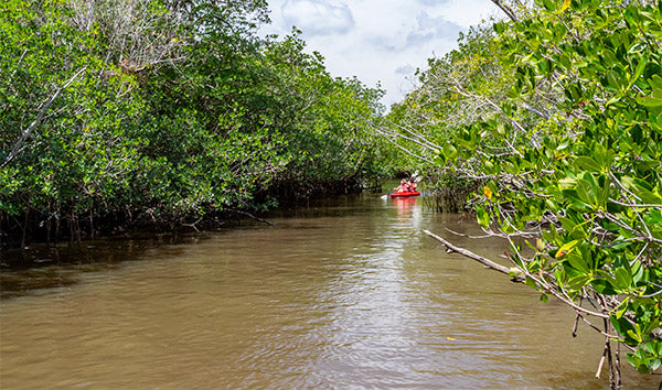 Everglades Kayaking | Robert B. Decker