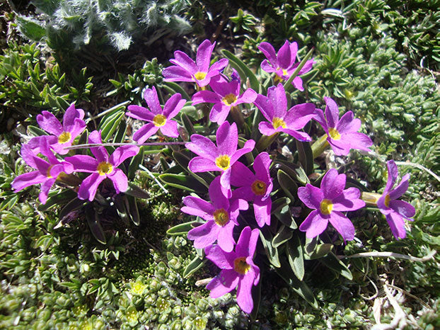 Fairy Primrose, Rocky Mountain National Park