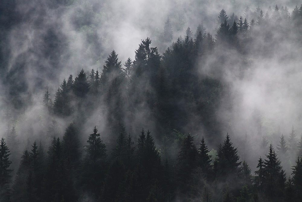 National Forest Week