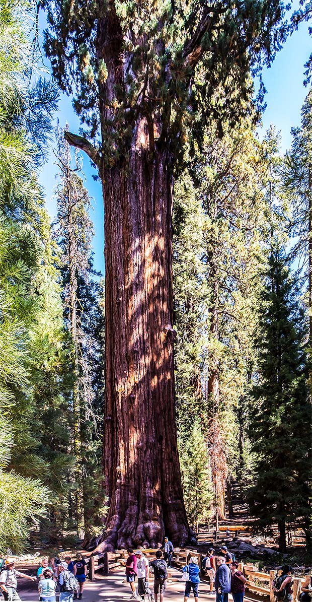 General Sherman Tree, Sequoia National Park | National Park Posters