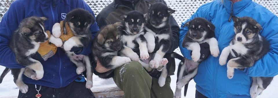 Huskies of Denali, NPS Photo