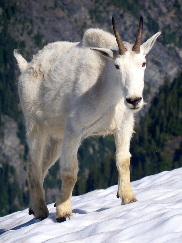 Mountain Goat, North Cascades | National Park Posters
