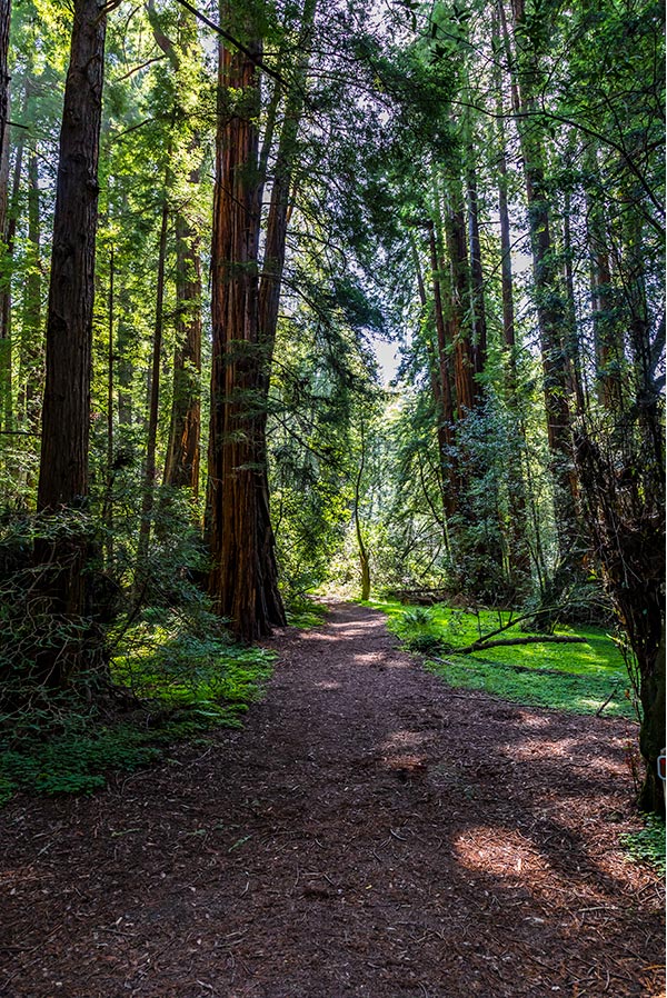 Muir Woods National Monument | National Park Posters