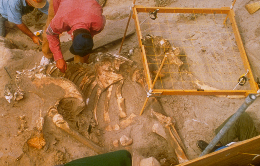 Dwarf Wooly Mammoth | Channel Islands National Park