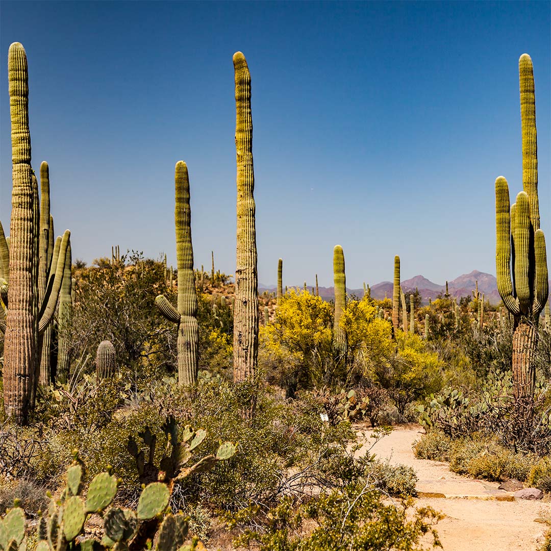 Saguaro National Park, Tucson Mountain District | National Park Posters