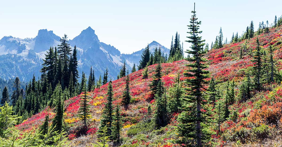 Fall Colors, Mount Rainier National Park | National Park Posters