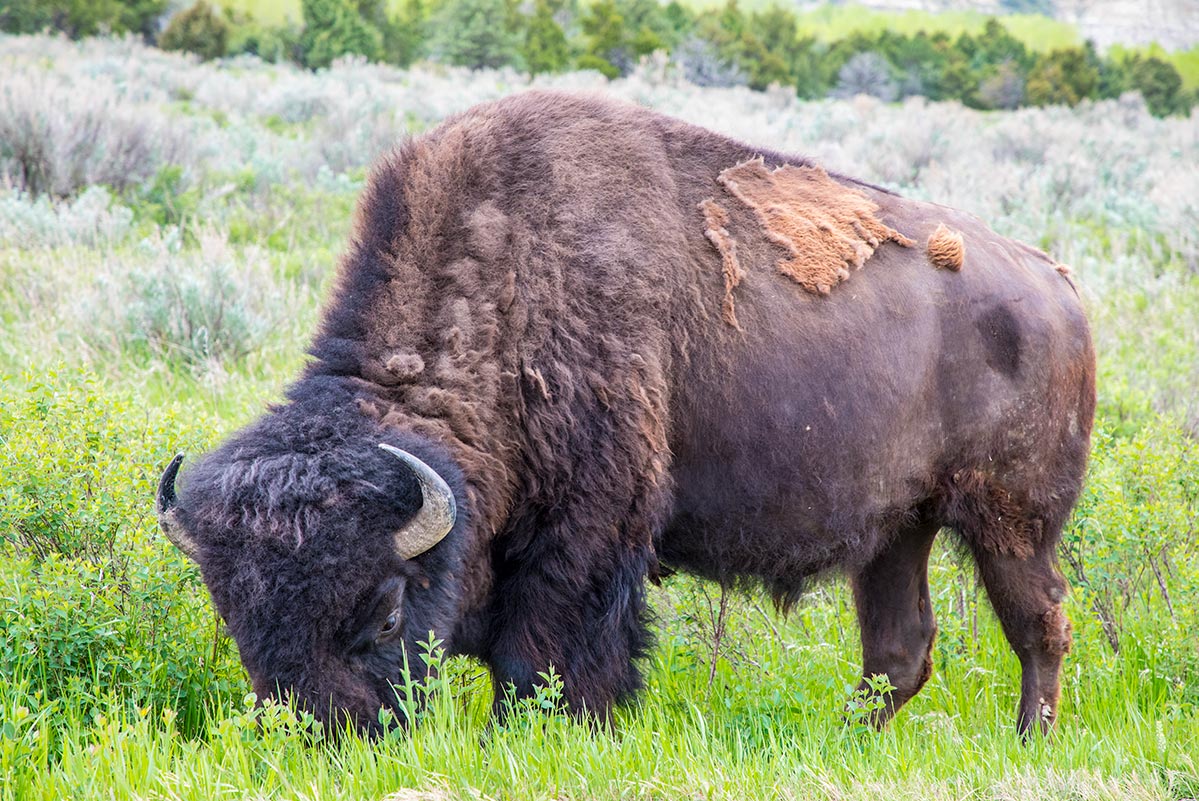 Bison, Theodore Roosevelt National Park | National Park Posters