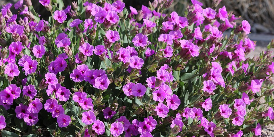 Native Plant Garden Trail