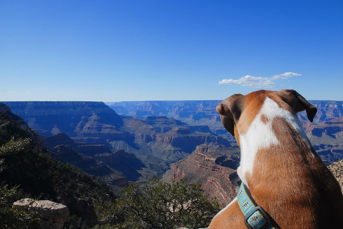 Grand Canyon National Park | National Park Posters