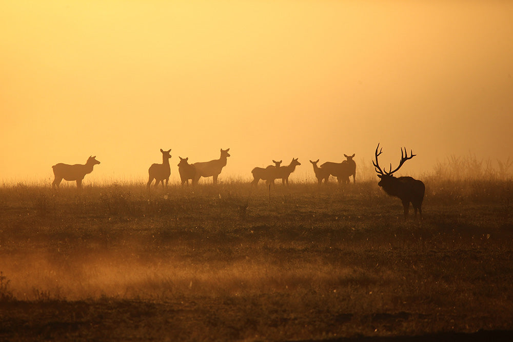 Wildlife Viewing in the National Parks