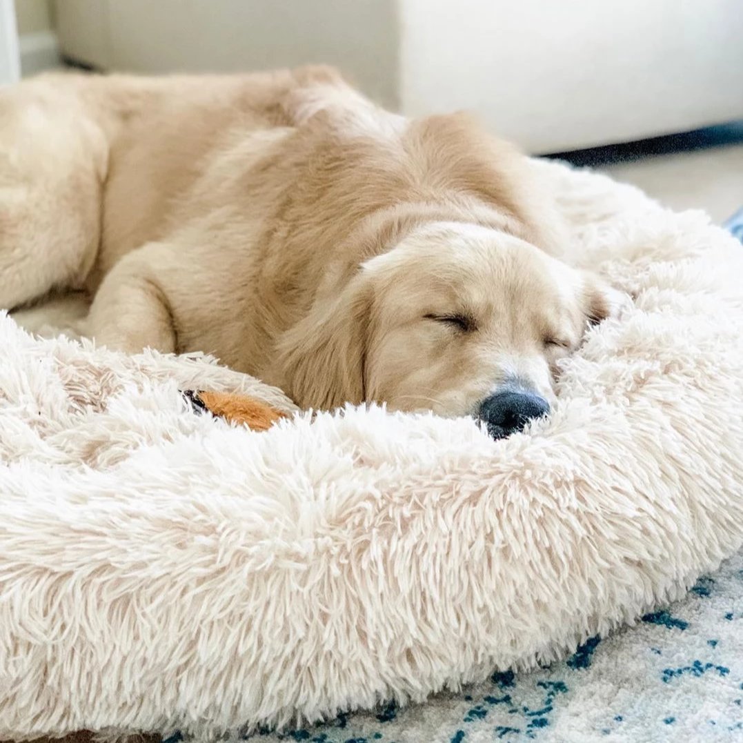 calming pet bed