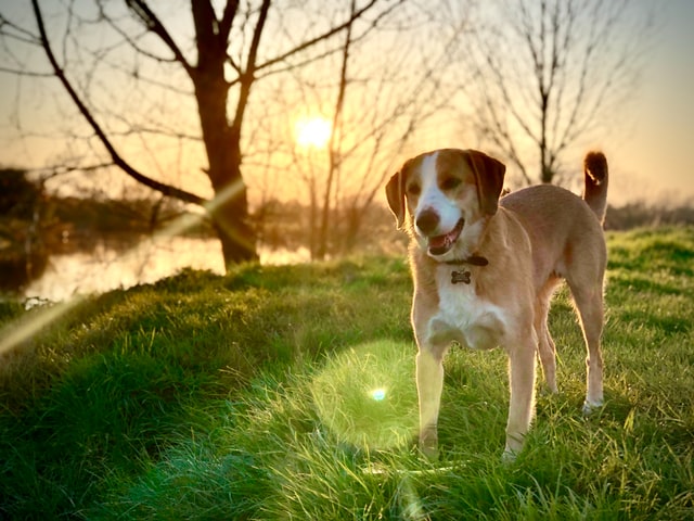 American Foxhound