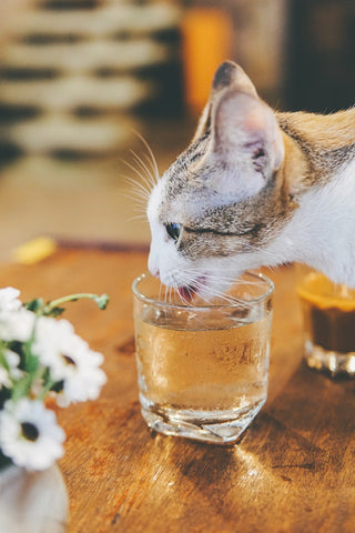 why is my cat not drinking water?