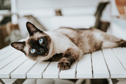 Siamese Cat