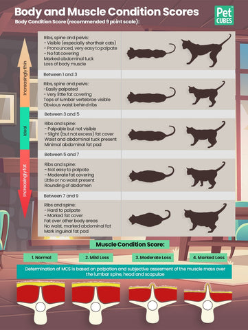 Overweight Cat - Risks and Treatments – PetCubes