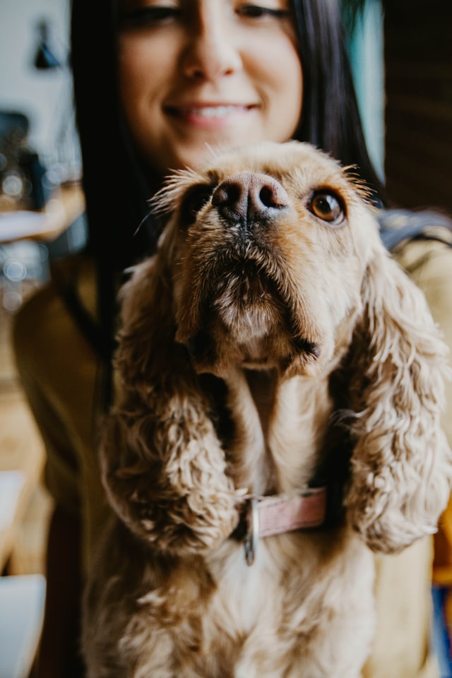 Cocker Spaniel