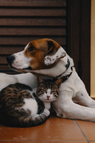 can dogs get mange from cats?