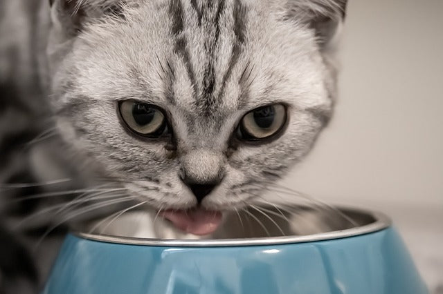 Healthy diet for cats