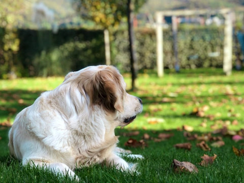 dangers of overweight dog