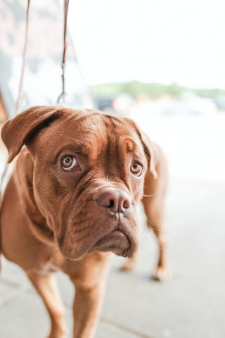 jelp an underweight dog to gain weight