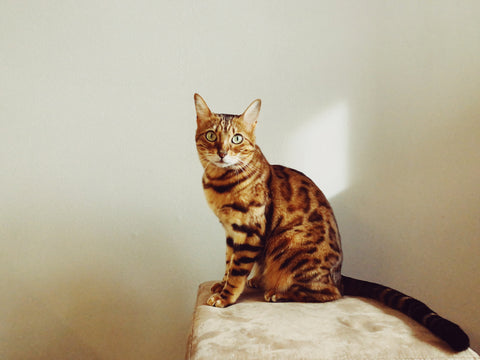 Bengal Cat