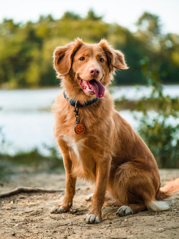 How to Firm Up Dog's Loose Stool