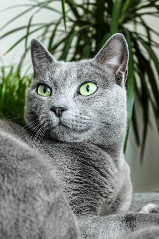 Russian blue 