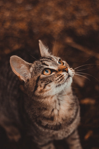 Toyger Cat