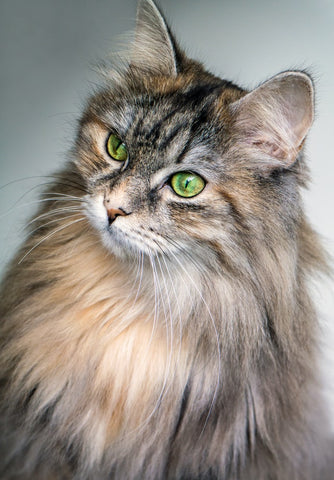 Siberian Cat