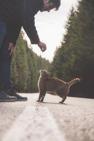 take your cat for a walk