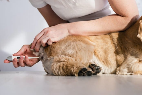 How to Take Your Dog’s Temperature?