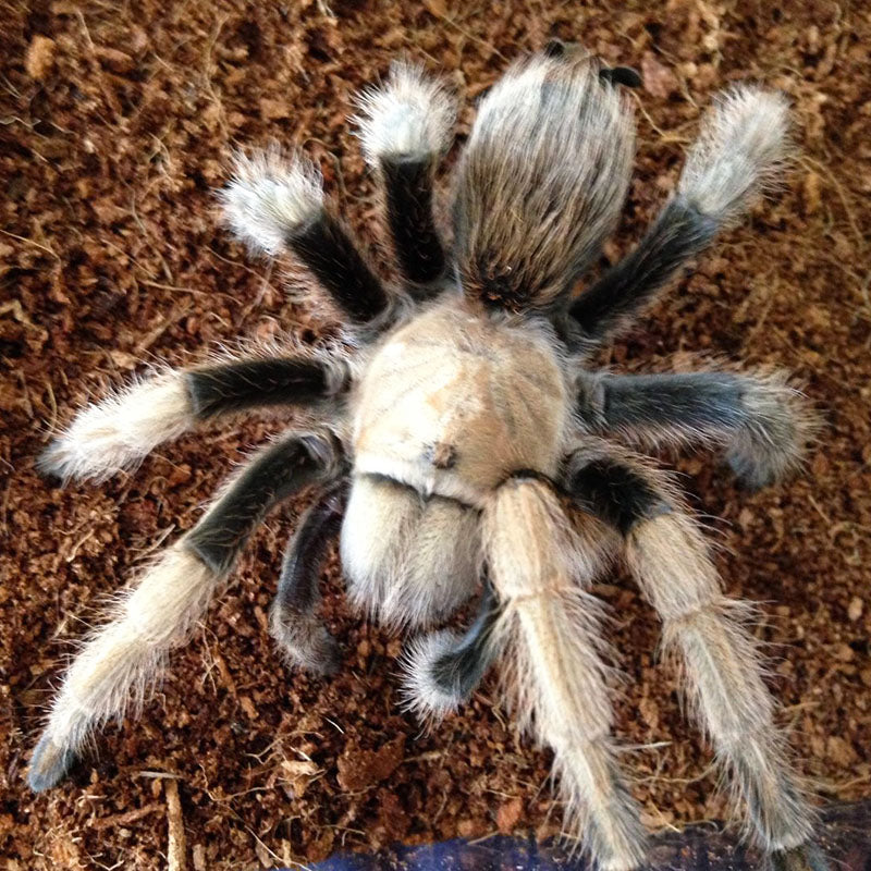 Best deals beginner tarantula