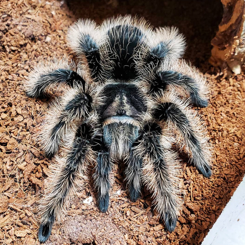 Tliltocatl Albopilosus Ex Albopilosum Nicaraguan Female Nicaraguan Curly Hair Tarantula Tarantulas For Sale