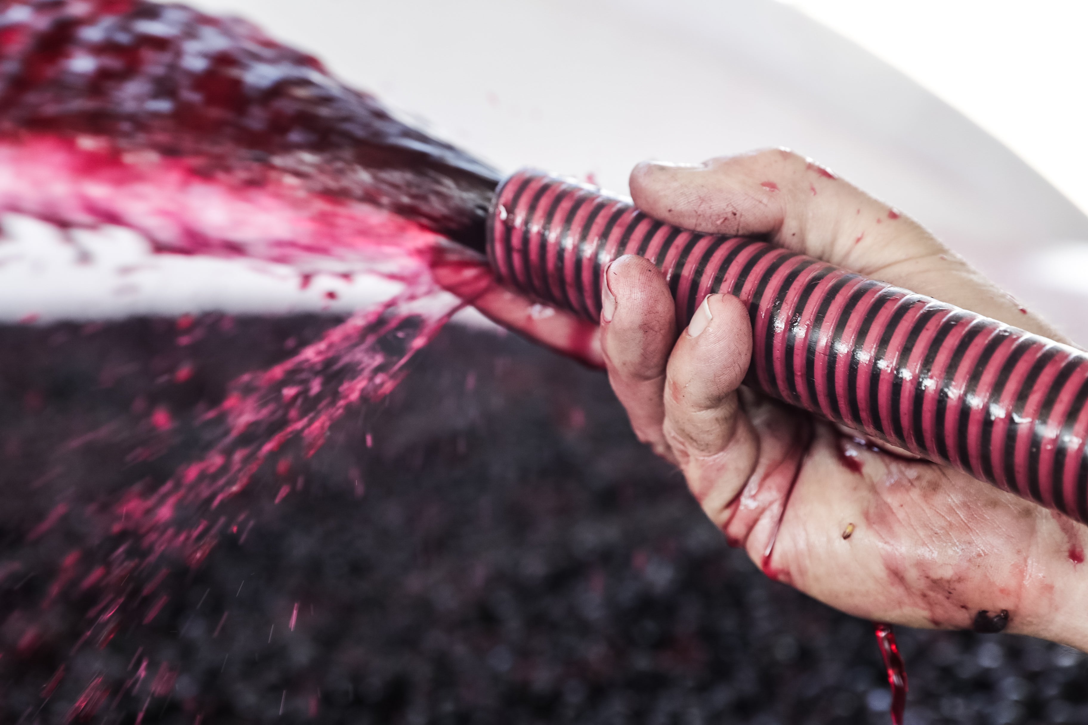 A sangiovese pumpover.