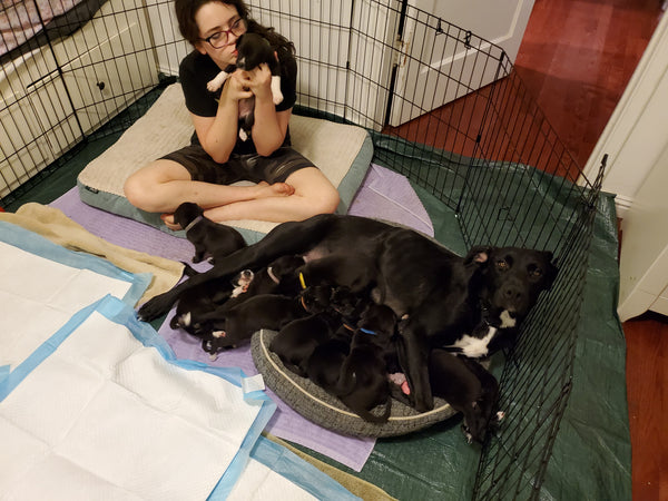 Woman sitting with foster puppies