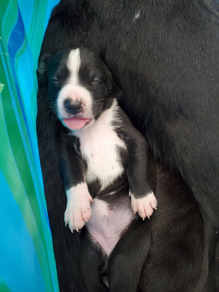 Tiny puppy with eyes closed