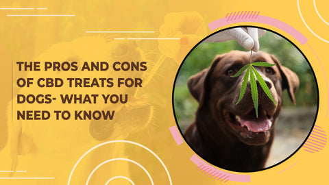 The Pros and Cons of CBD Treats for Dogs: What You Need to Know