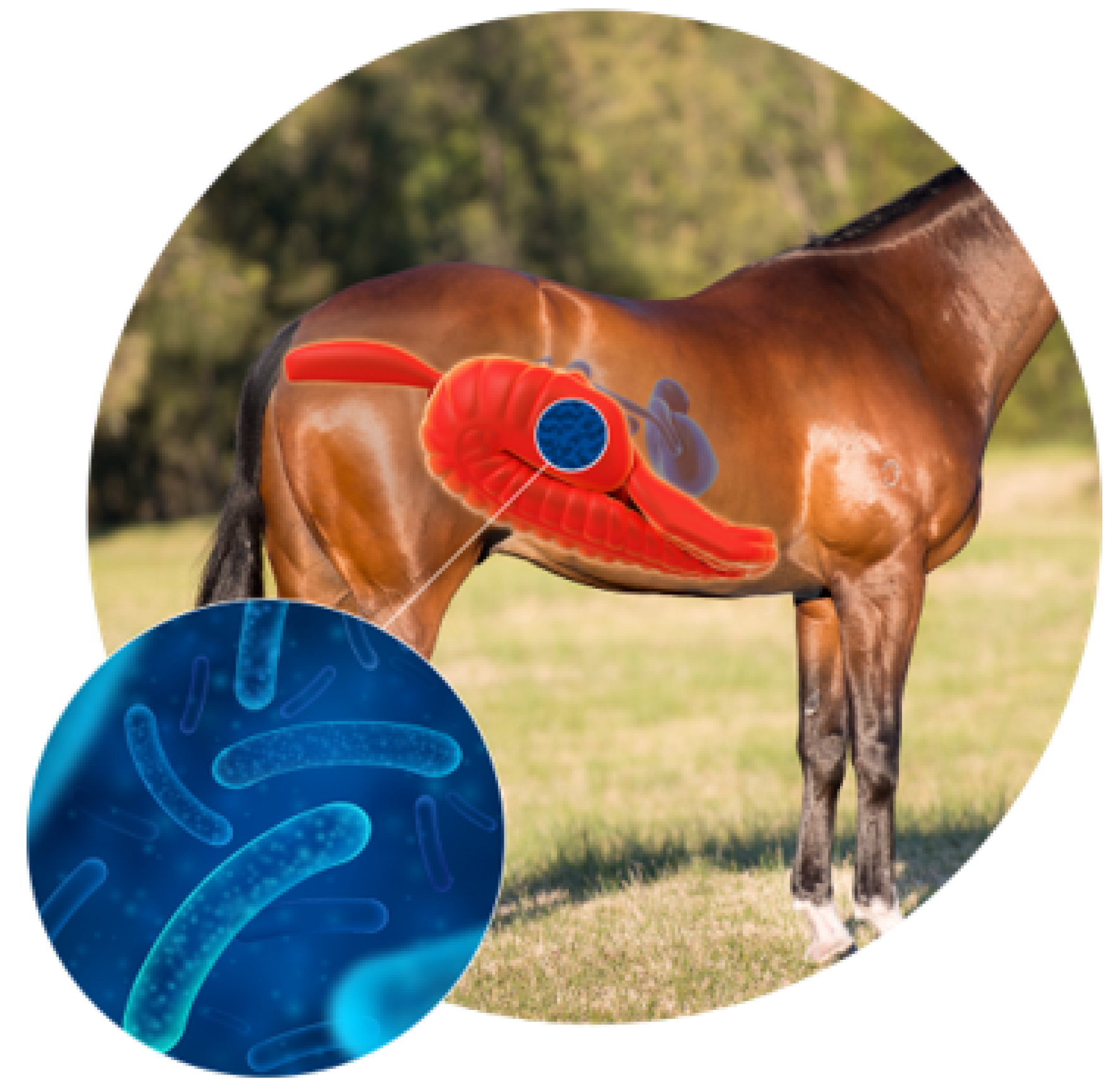 Horse Bacteria